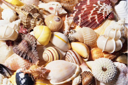 磨200目貝殼打粉機